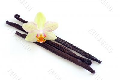 Orchid with vanilla beans on white background