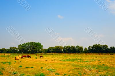 Horses