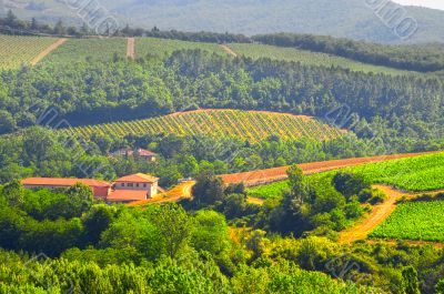 Vineyard