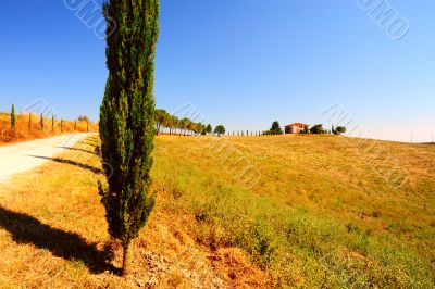 Cypress 
