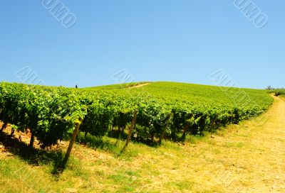 Vineyard