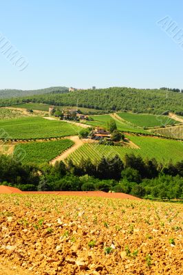 Vineyard
