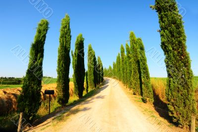 Cypress Alley 