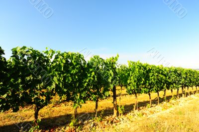 Vineyard 
