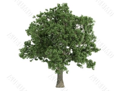 Quercus