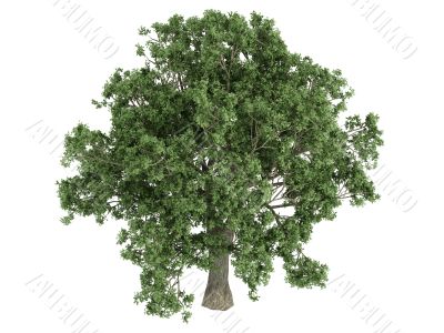 Quercus