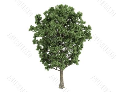 Poplar or Populus x canescens