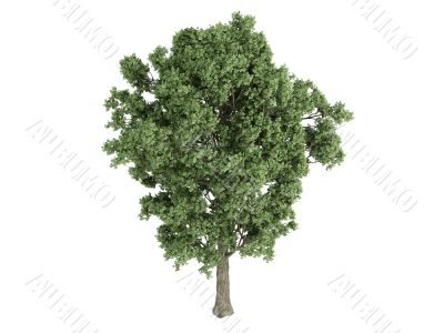 Poplar or Populus x canescens