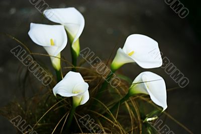 fantasy floral background