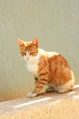 Red cat