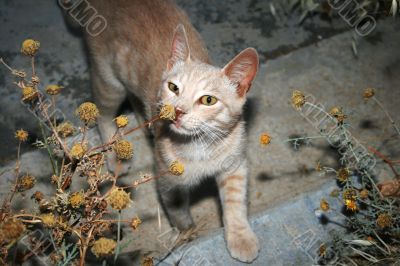 Tawny cat 