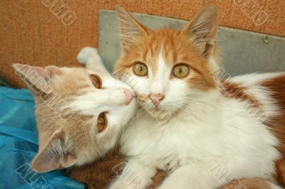 Kittens