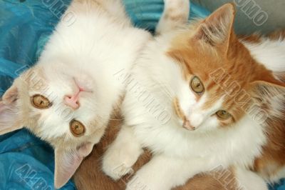 Kittens