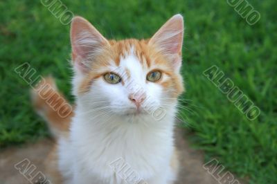Kitten