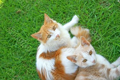Two cats