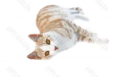 Beautiful cat