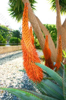 Aloe plant