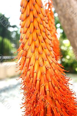 Aloe plant