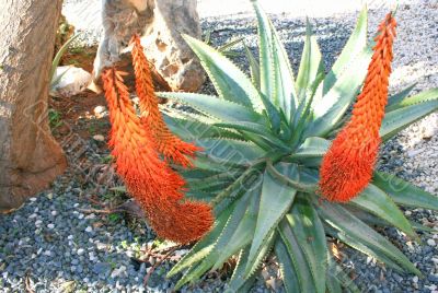 Aloe plant