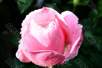 Pink rose