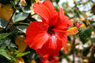 Flower