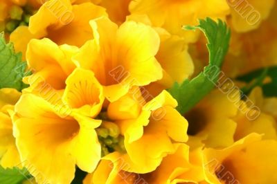 Yellow flowers