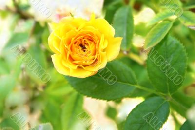 Yellow rose
