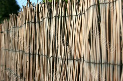 Bamboo background