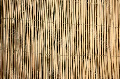 Bamboo