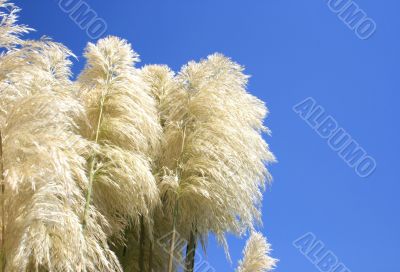 Reed feather