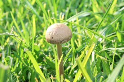 Mushroom