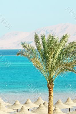 Umbrellas, Palm Tree, Mountains and Red Sea