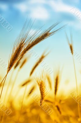 Ear of wheat