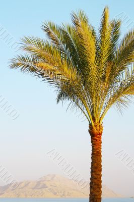 Palm tree on sunset