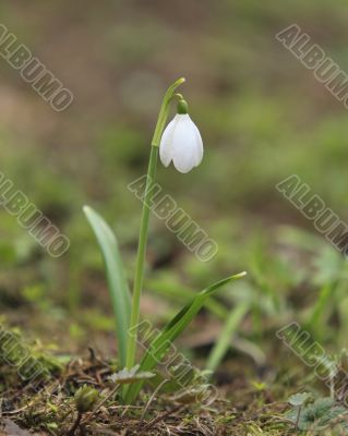 Snowdrop