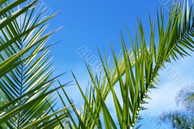 Palms leafs
