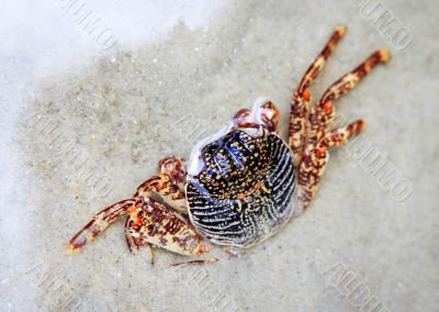 Crab on a beach