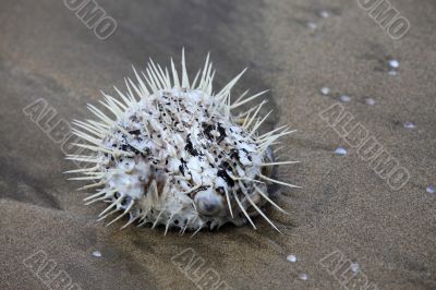 Sea hedgehog