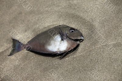 Dead fish