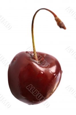 Cherry 