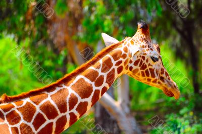 Giraffe