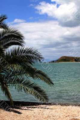 Palm on beach