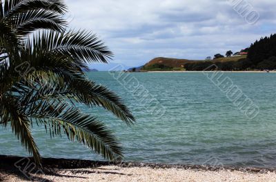 Palm on beach