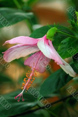 Hibiscus