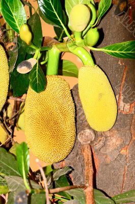 Jack Fruit