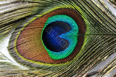 Peacock Feather