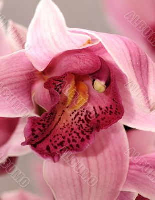 Pink Orchid