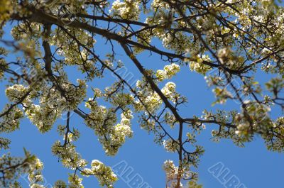 Cherry Blossoms