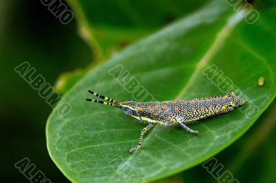 Painted Grasshopper