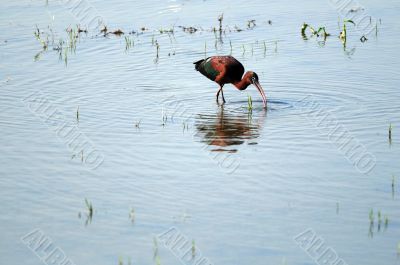 Glossy Ibis